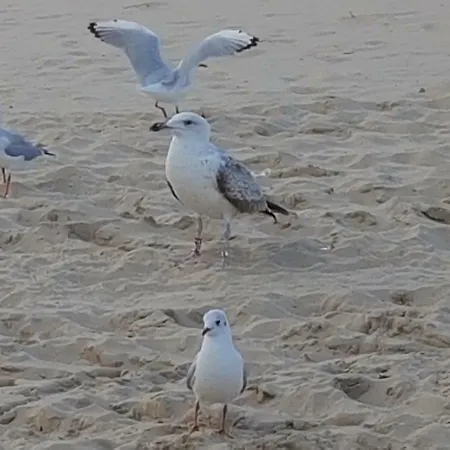 Διαμέρισμα Inselhof Usedom Ούζεντομ